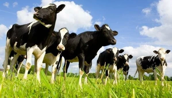 Punjab Livestock Budget 2025, Interest-free livestock loans, CM Punjab Maryam Nawaz schemes, Animal feed subsidy Punjab, Farmer loan scheme Punjab, Rural livestock development, Livestock card 2025 Punjab, Punjab agriculture reforms, Cattle farming support program, Livestock subsidy plan Punjab,Punjab Livestock Budget 2025, Interest-free livestock loans, CM Punjab Maryam Nawaz schemes, Animal feed subsidy Punjab, Farmer loan scheme Punjab, Rural livestock development, Livestock card 2025 Punjab, Punjab agriculture reforms, Cattle farming support program, Livestock subsidy plan Punjab,




