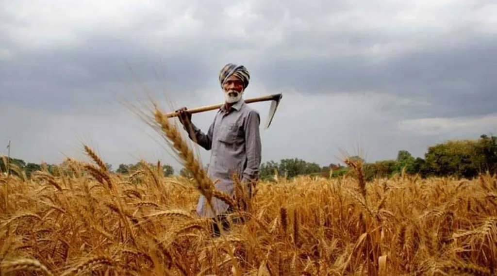 Punjab Issues Wheat Subsidy Pay Orders for Farmers Without Kisan Cards – Check Now! 3 Wheat Subsidy Pay Orders, Punjab wheat update, Online farmer registration, Pay order distribution, Subsidy for wheat growers, Agriculture department news, BOP wheat subsidy, Wheat scheme Pakistan, Farmer payment July 2025, Kisan Card relief,